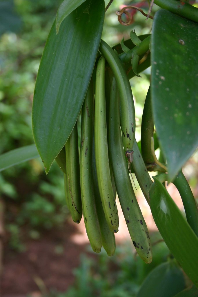 Tahitian Vanilla Beans (Image Credits: Flickr)