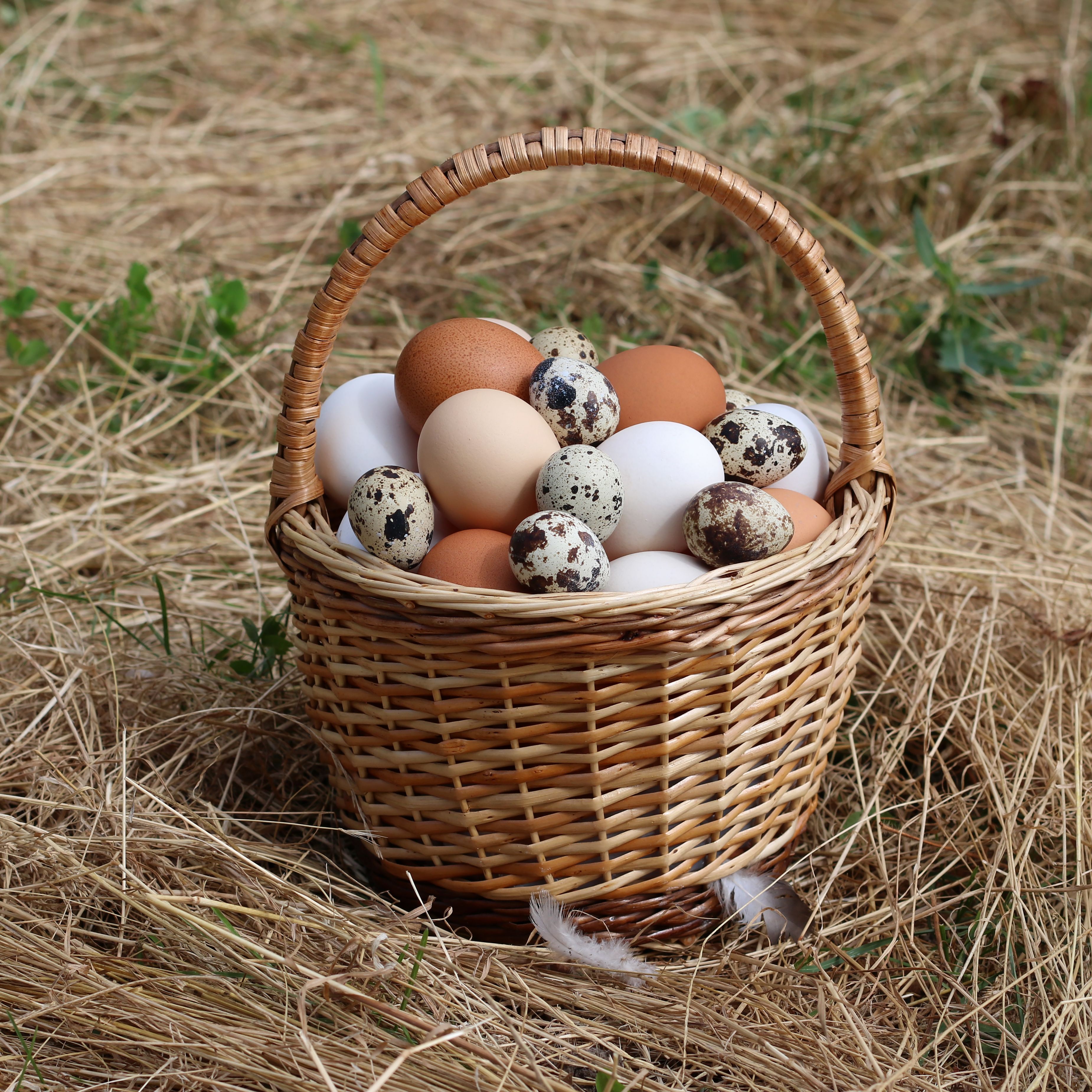 Conclusion: Embrace Eggs in Every Meal (image credits: wikimedia)