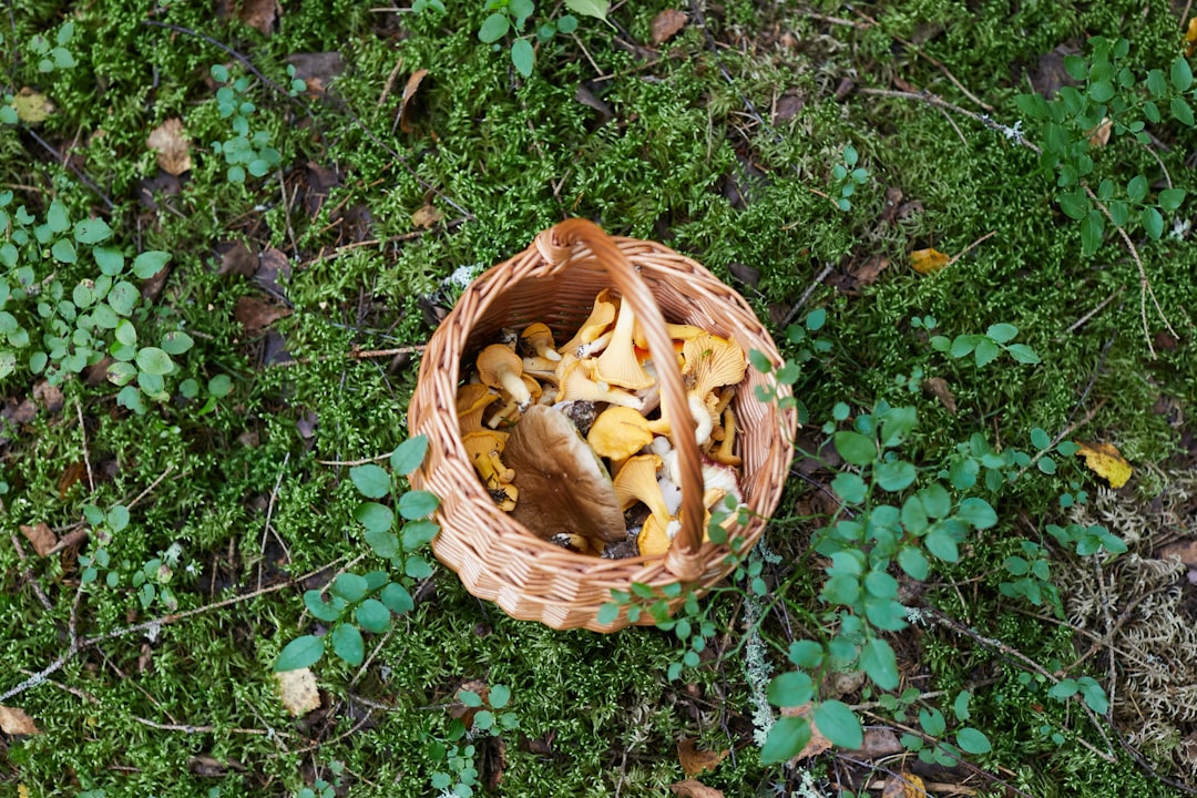 8. Mushrooms: Immune-Boosting Fungi (image credits: unsplash)