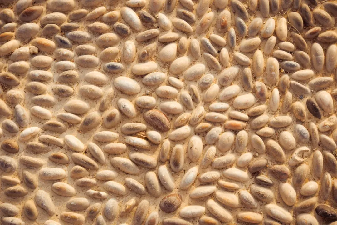 Mycotoxins in Stored Grains and Nuts (Image Credits: Unsplash)