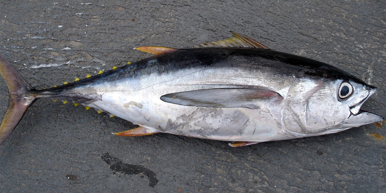 Tuna – From Canned Convenience to Gourmet Sensation (image credits: pixabay)
