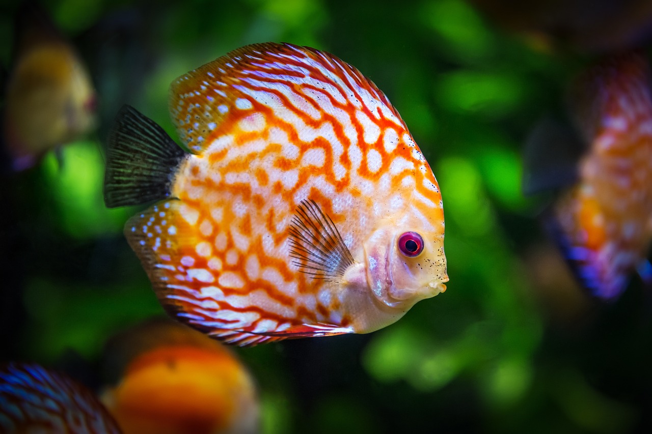 The Silent Killer Swimming in Japan's Waters (image credits: pixabay)