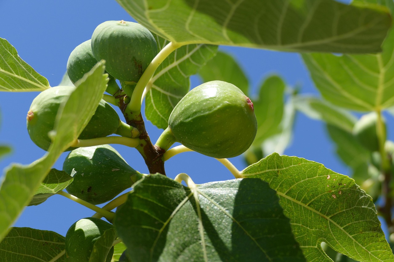 Figs: Bone Health & Iron Absorption (image credits: pixabay)