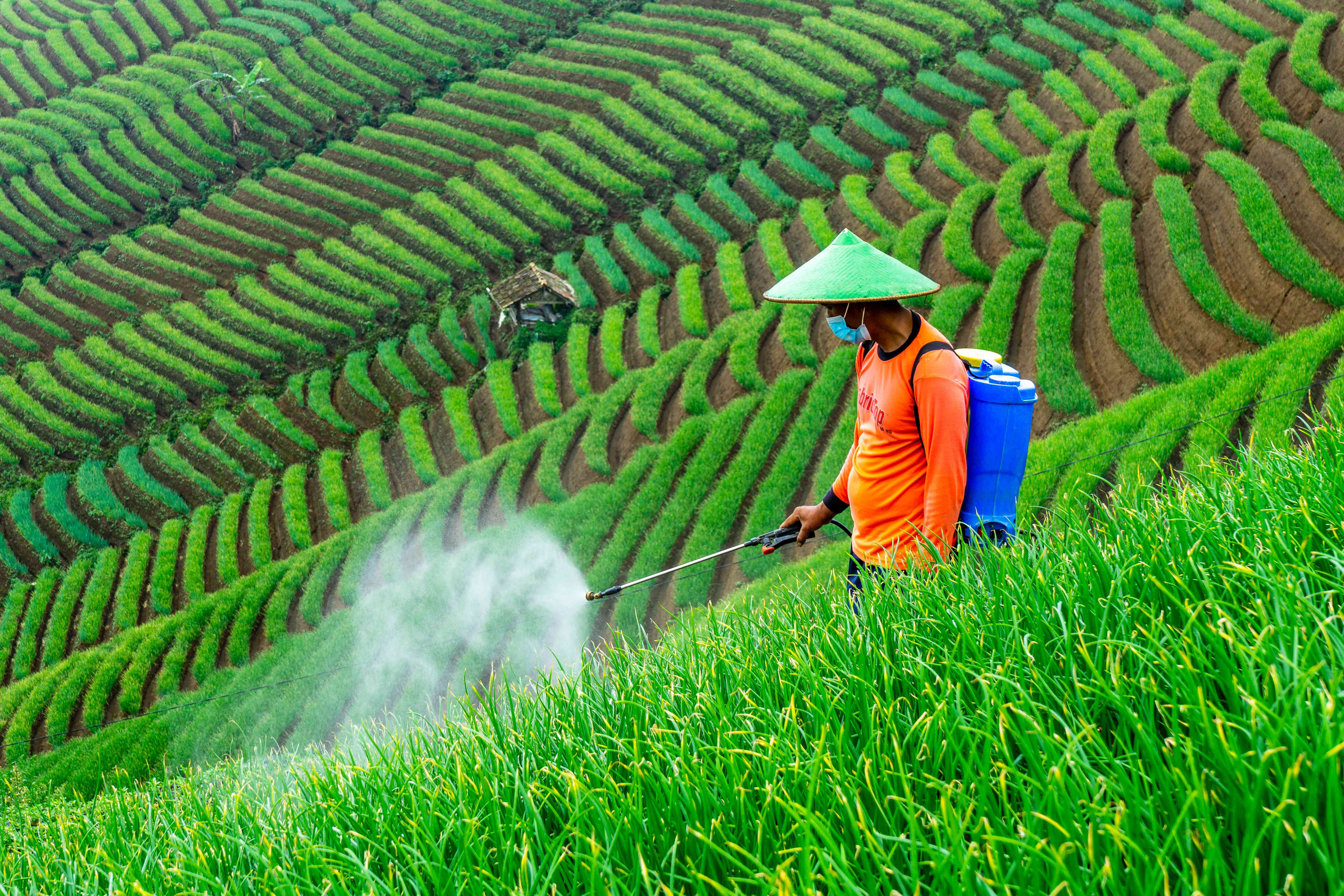 Misconceptions About Organic Foods (image credits: wikimedia)