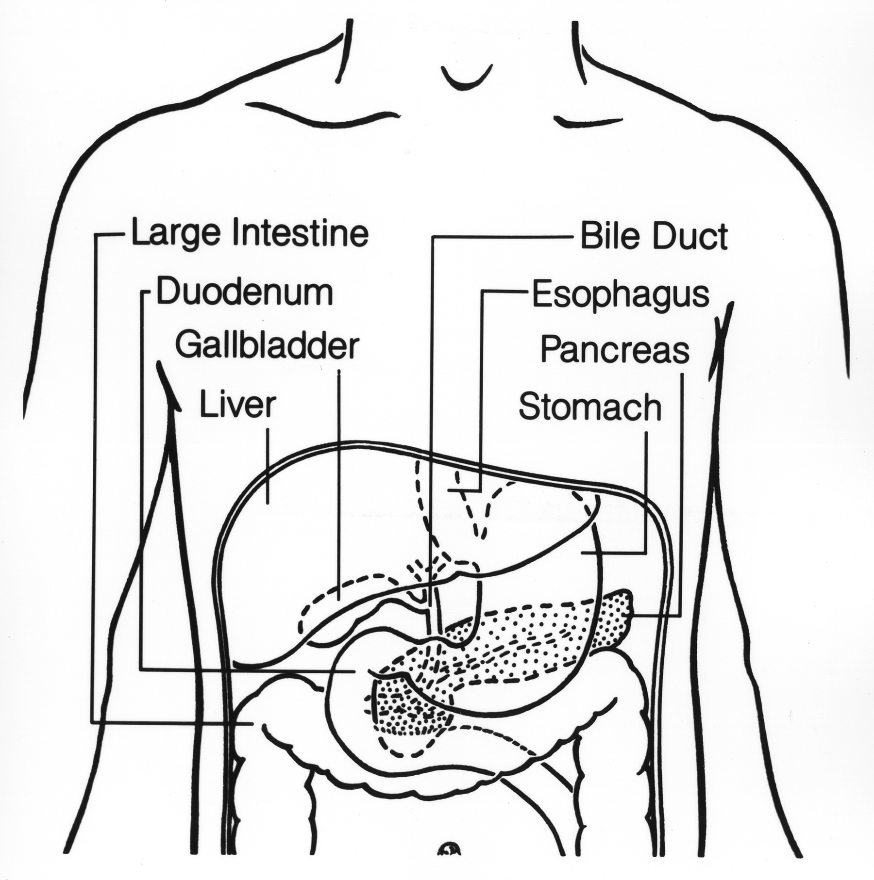 Nausea and Digestive Issues (image credits: wikimedia)