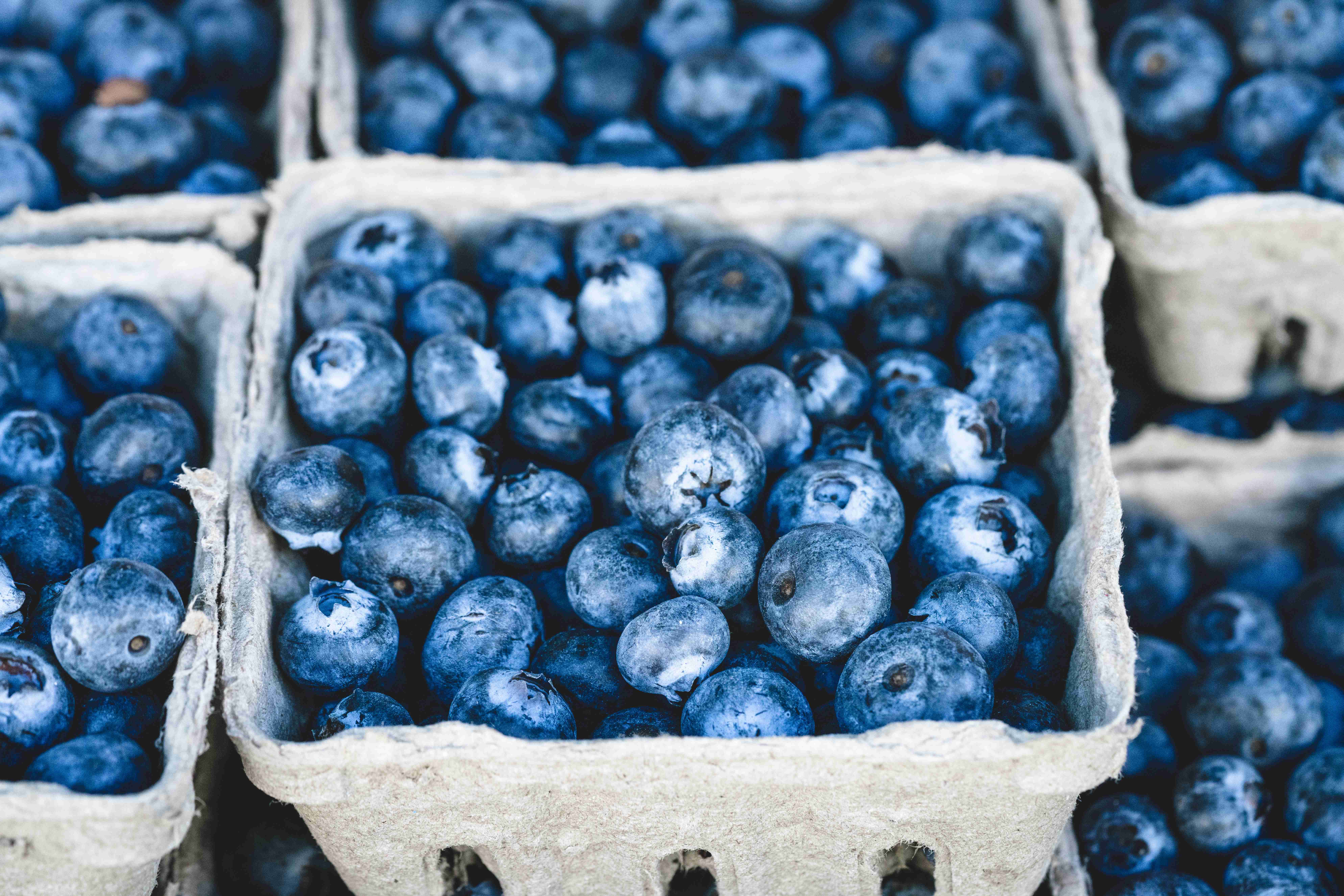 Blueberries: Tiny Berries, Big Impact (image credits: wikimedia)