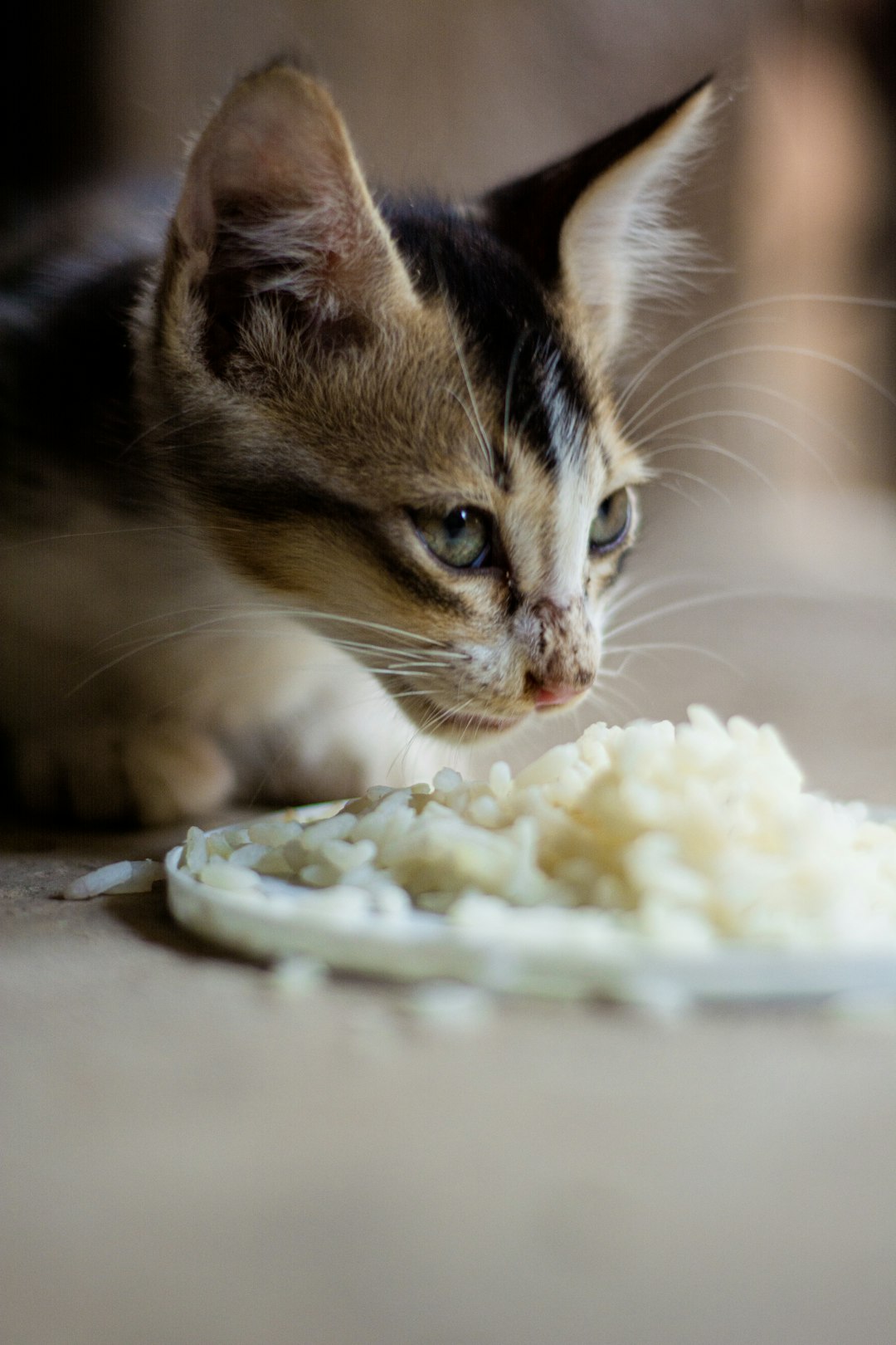 Attempting Raw Diets Without Knowledge (image credits: unsplash)