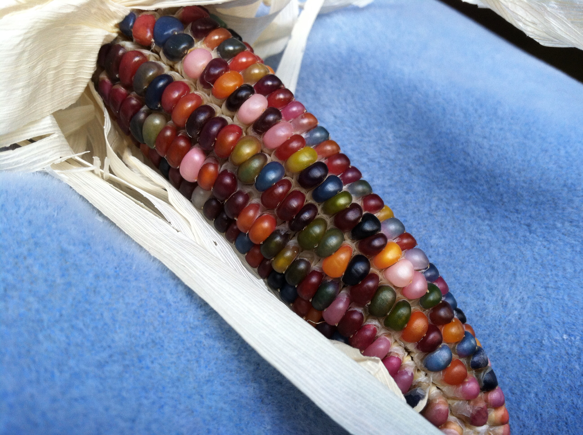 Glass Gem Corn: Cherokee Heritage Meets Modern Artistry (image credits: wikimedia)