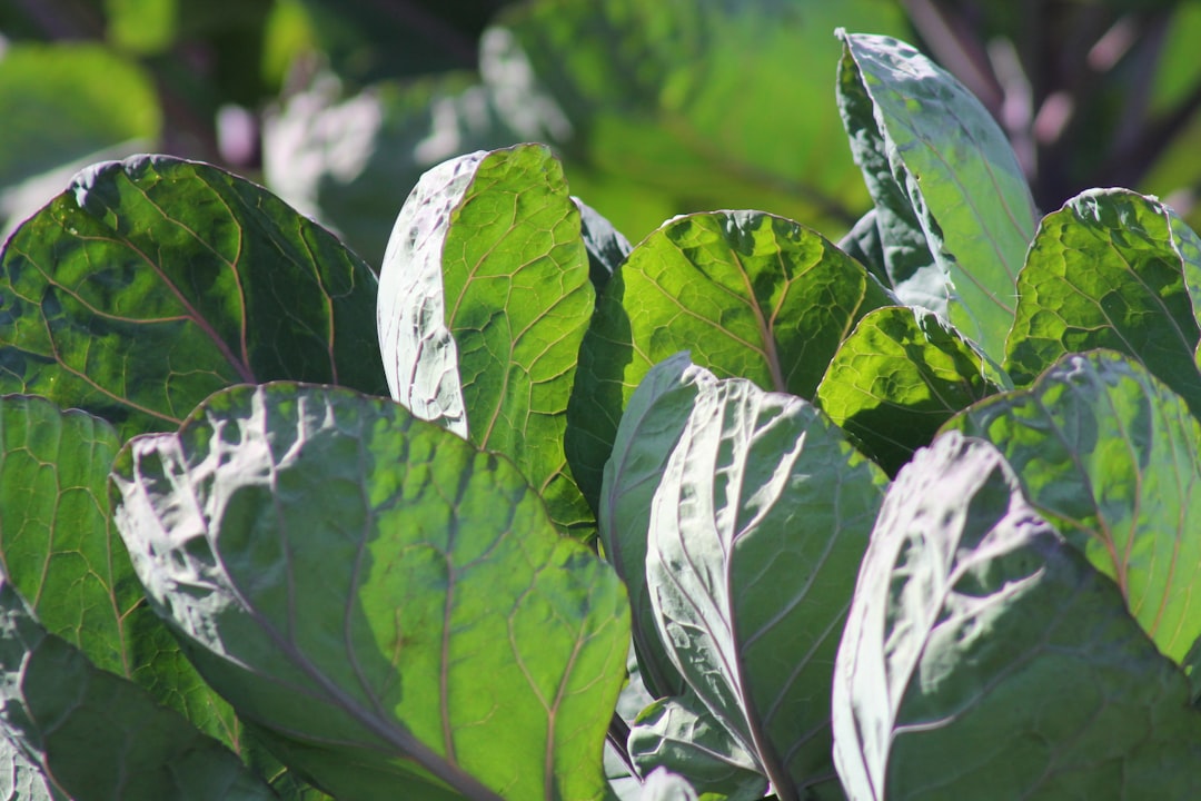 Kale (image credits: unsplash)