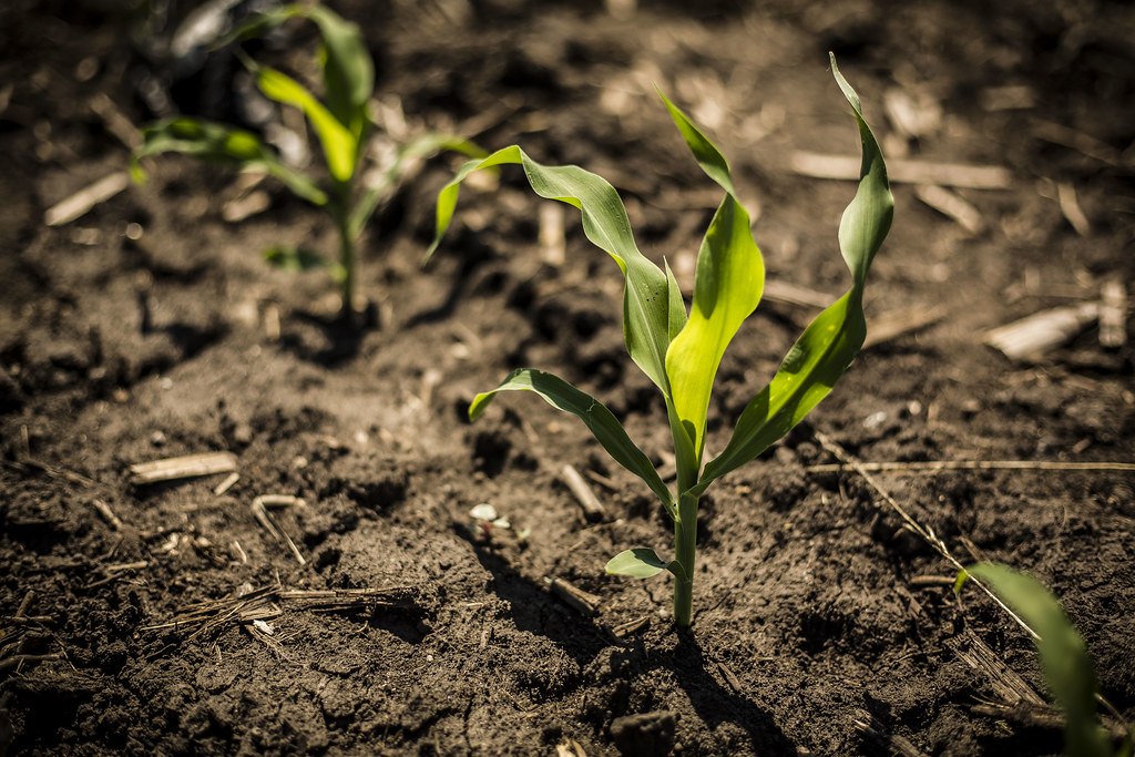 Soil Biology Emerges as Key Factor (Image Credits: Flickr)