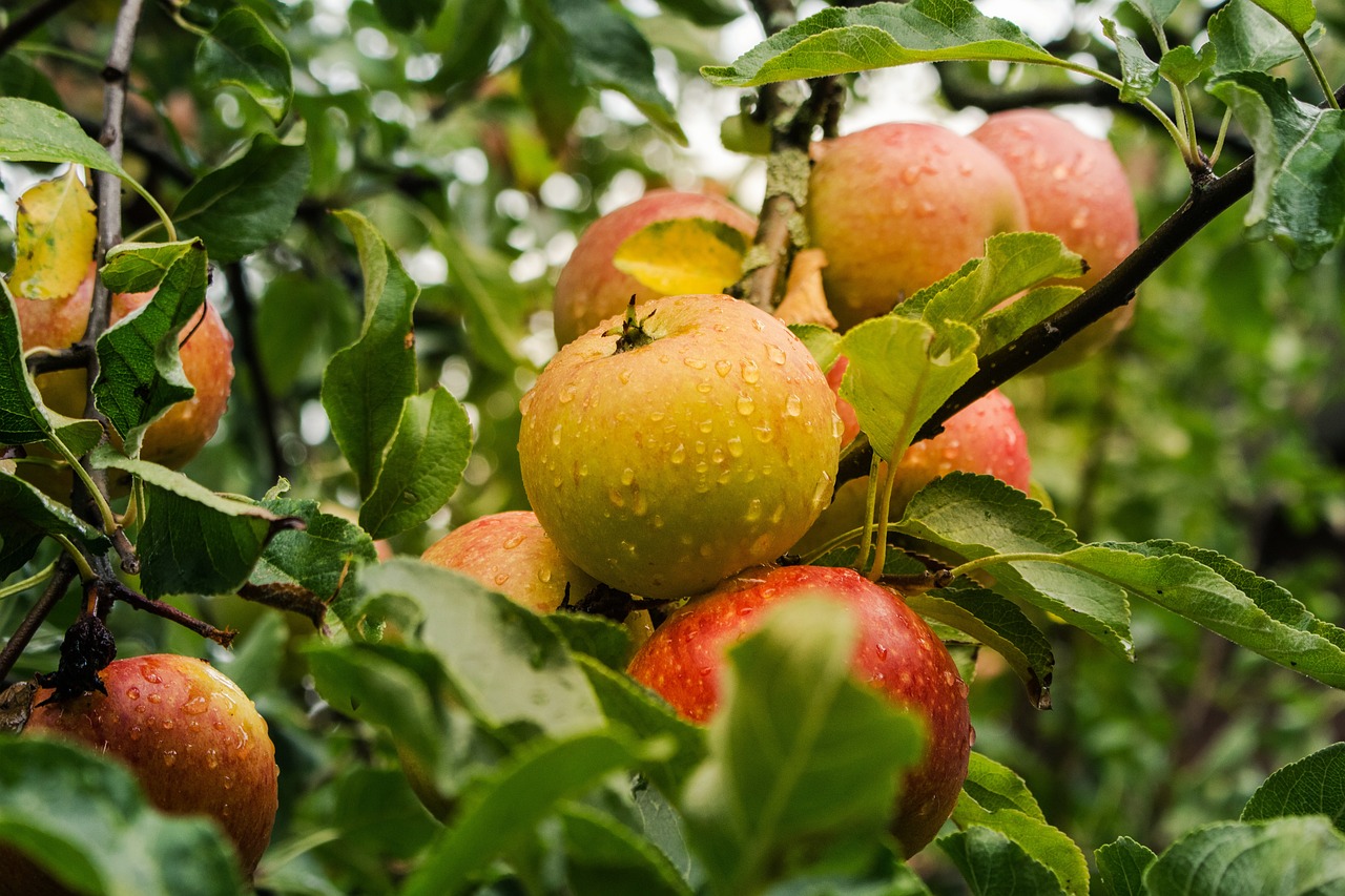 Apples 🍏 – Brain’s BFF (image credits: pixabay)
