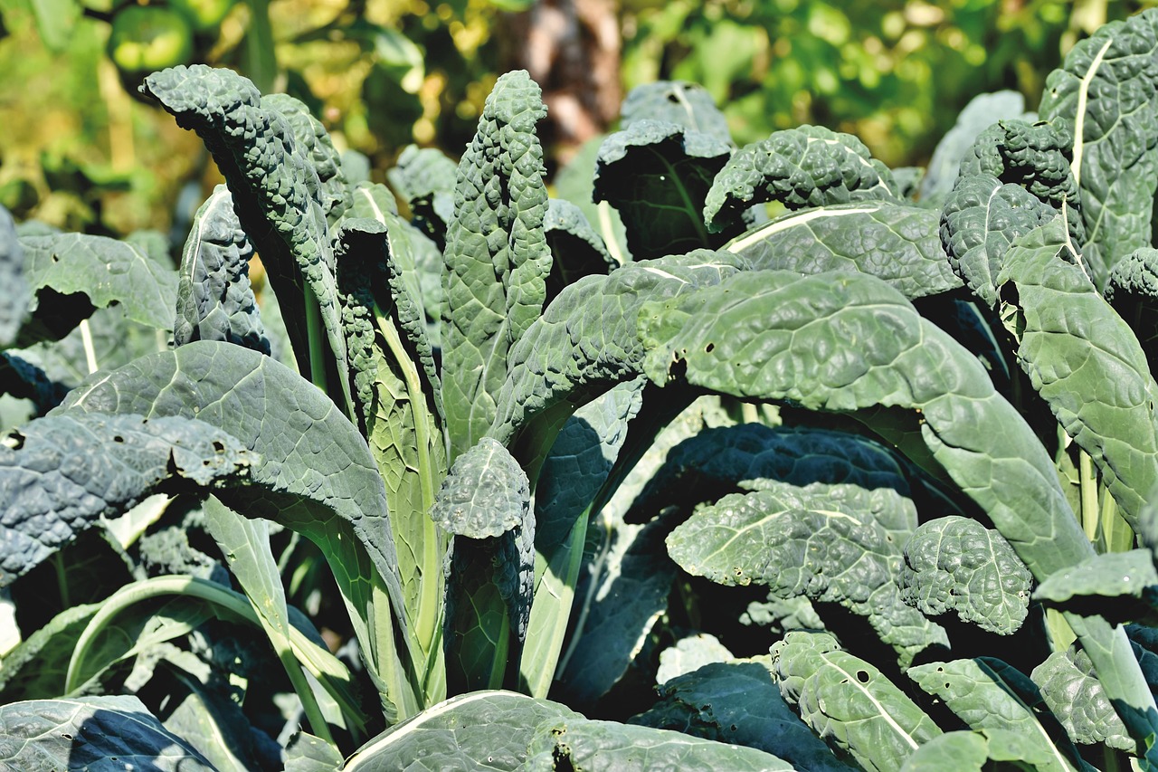 Organic Kale: The Superfood Powerhouse (image credits: pixabay)