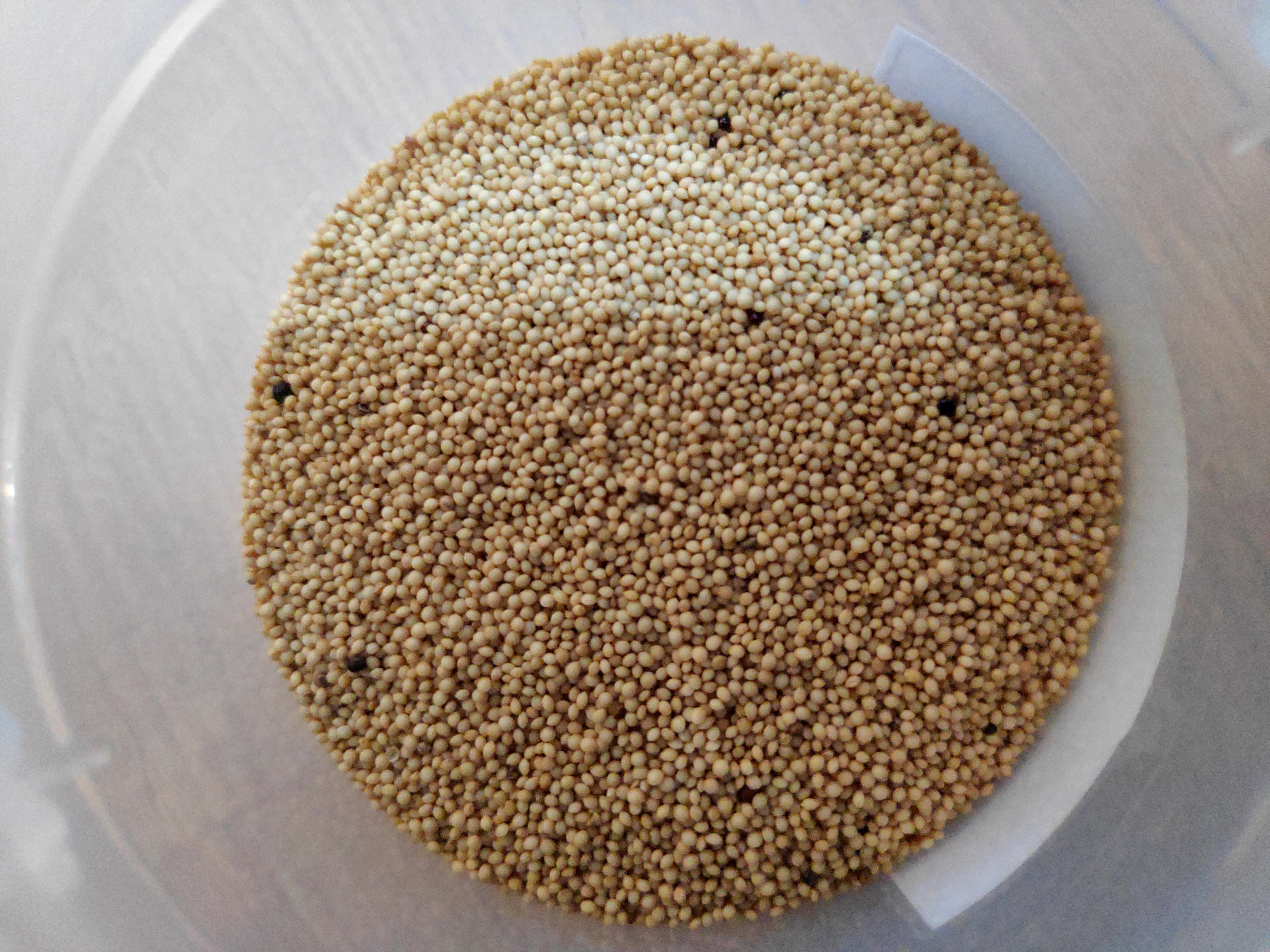 6. Amaranth: The Ancient Grain Making a Modern Comeback (image credits: wikimedia)