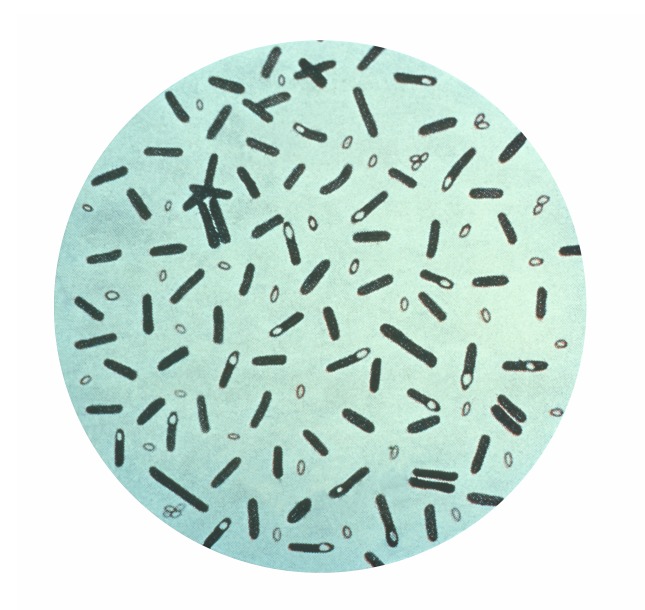 The Invisible Threat Living in Your Garden Soil (image credits: This media comes from the Centers for Disease Control and Prevention's Public Health Image Library (PHIL), with identification number #2107.


Note: Not all PHIL images are public domain; be sure to check copyright status and credit authors and content providers.



العربية | Deutsch | English | македонски | slovenščina | +/−, Public domain, https://commons.wikimedia.org/w/index.php?curid=1869083)