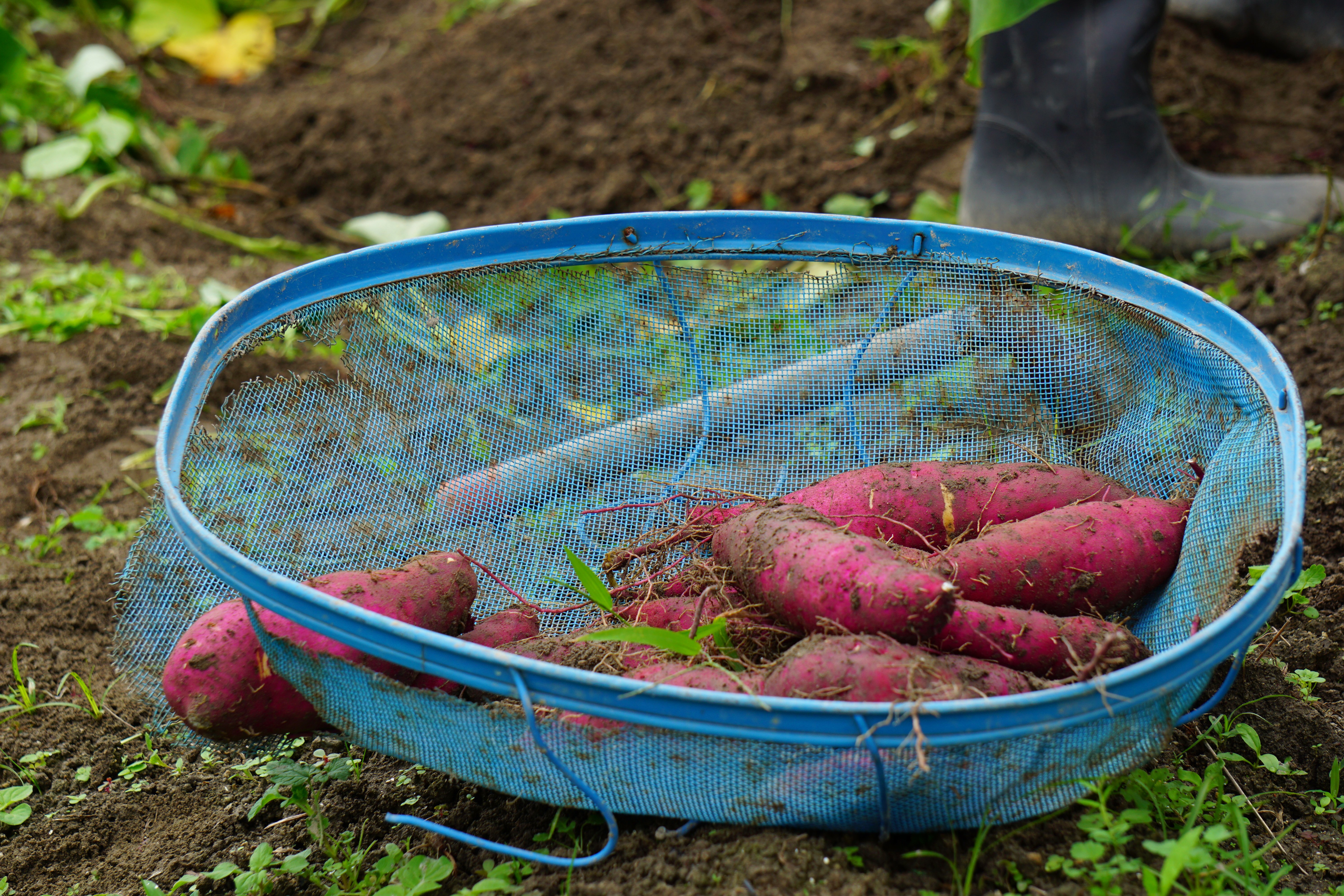 Sweet Potatoes Ready for Harvest (image credits: wikimedia)