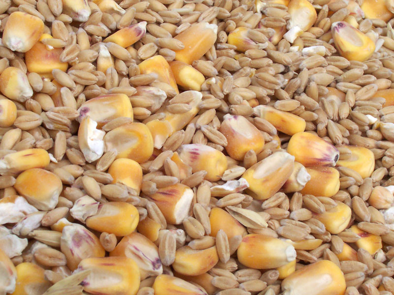 Common Examples of Whole vs Refined Grains (image credits: wikimedia)