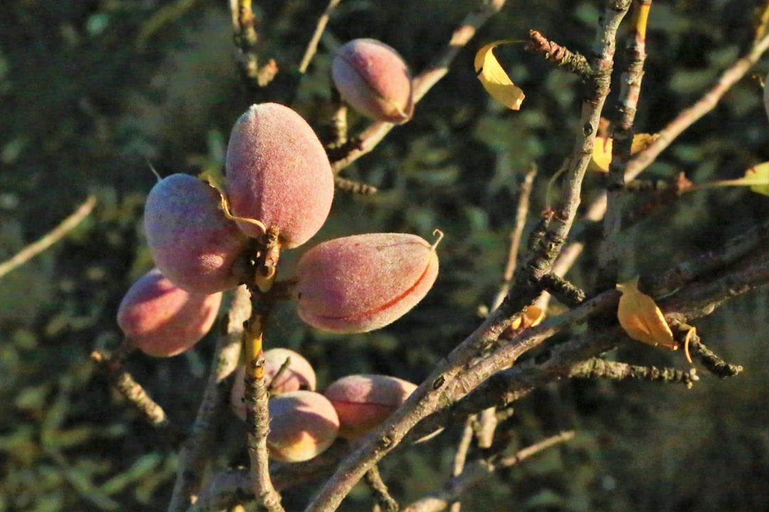 Climate Change Is Wreaking Havoc on Nut Orchards (image credits: unsplash)