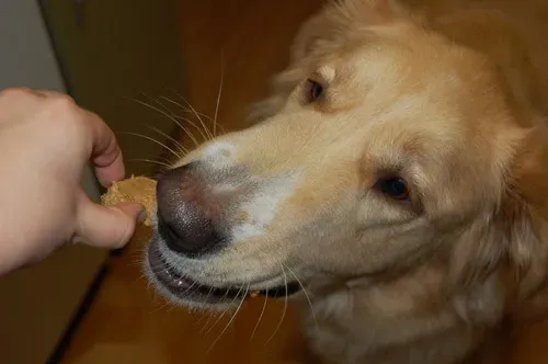 8. Pet Treats Baked In The Same Home Kitchen (Image Credits: Flickr)