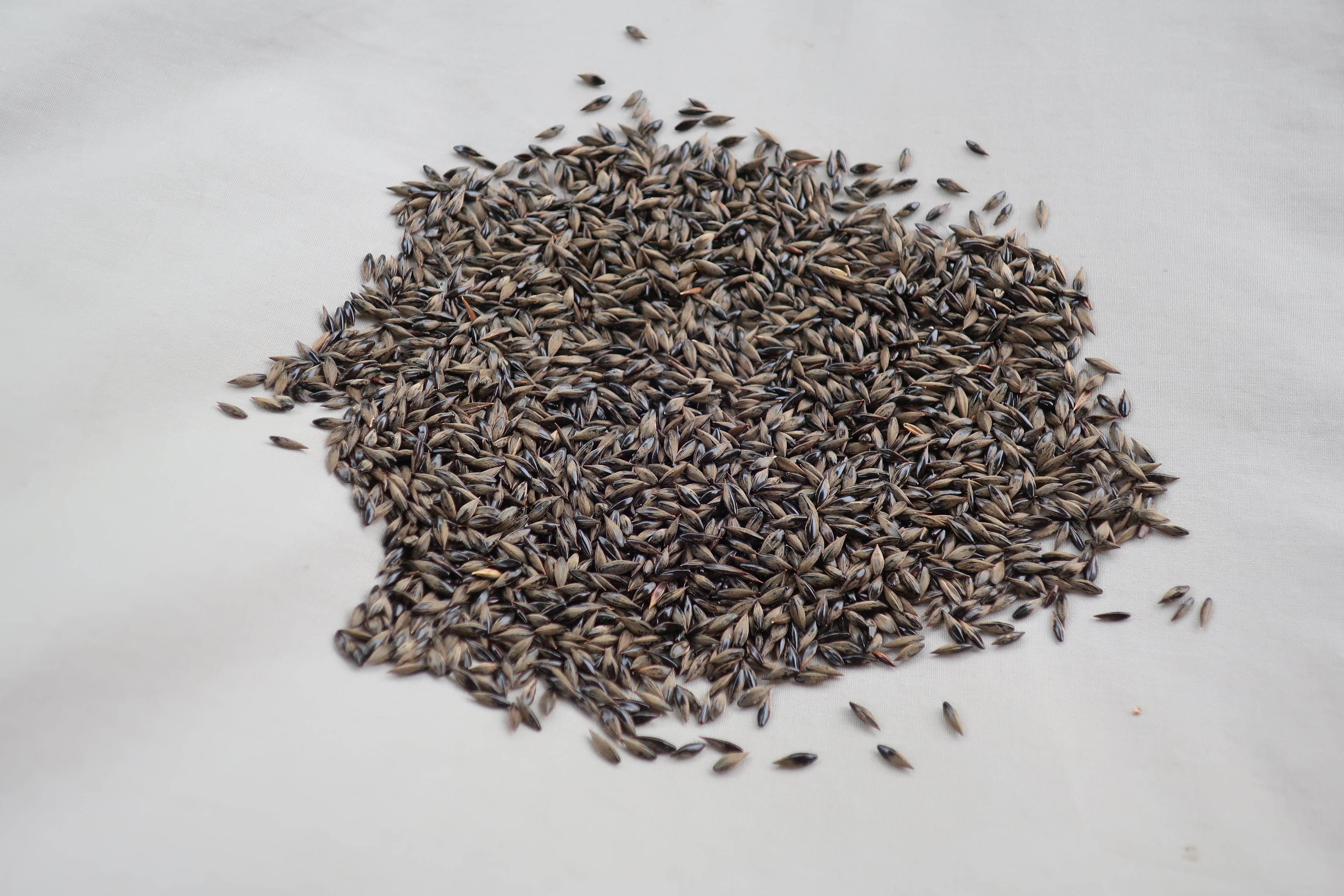 Millet: A Gluten-Free Option (image credits: wikimedia)