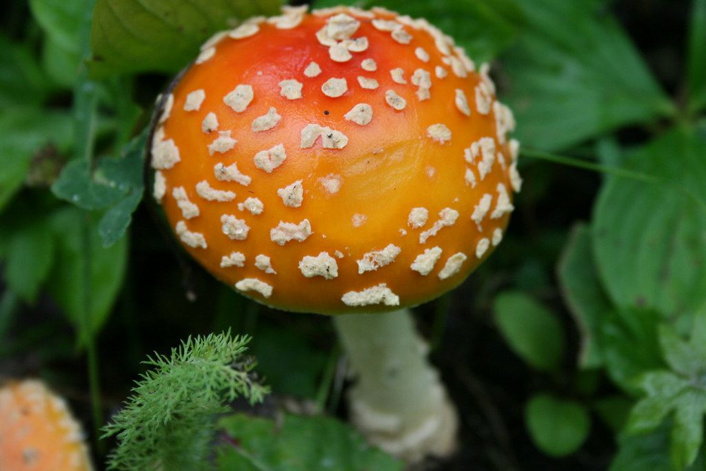 The Agonizing Hours After Eating Death (image credits: flickr)
