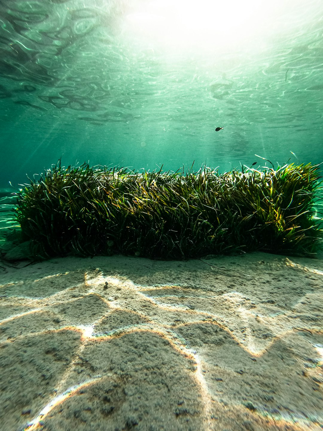 8. Seaweed: The Mineral-Rich Green for Glycemic Balance (image credits: unsplash)