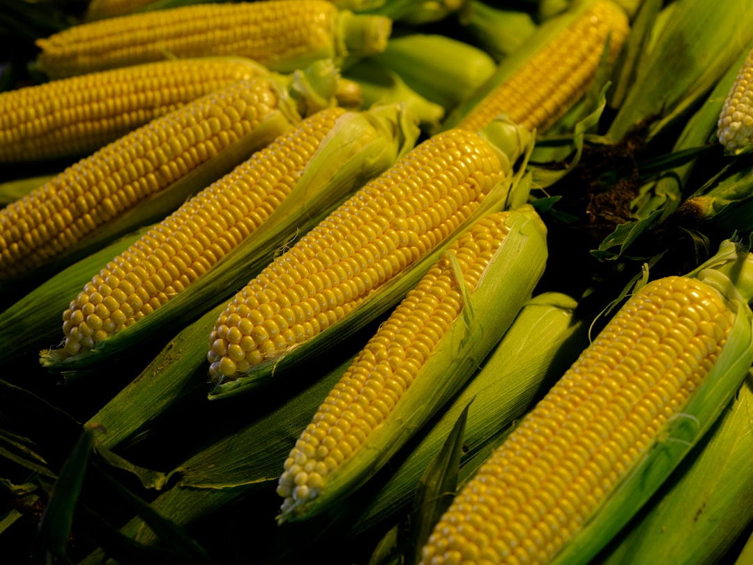Fresh Corn Reaches End-of-Season Excellence (image credits: unsplash)