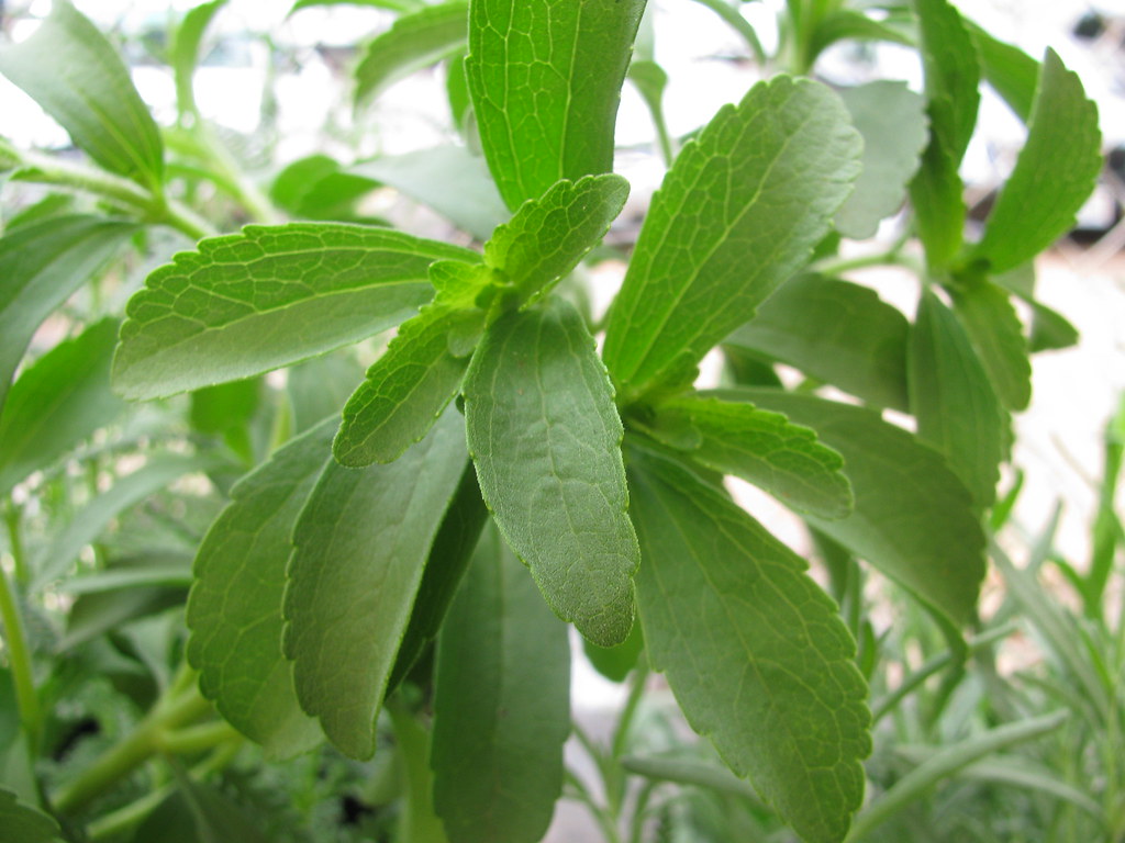 Replace Artificial Sweeteners with Stevia (image credits: flickr)