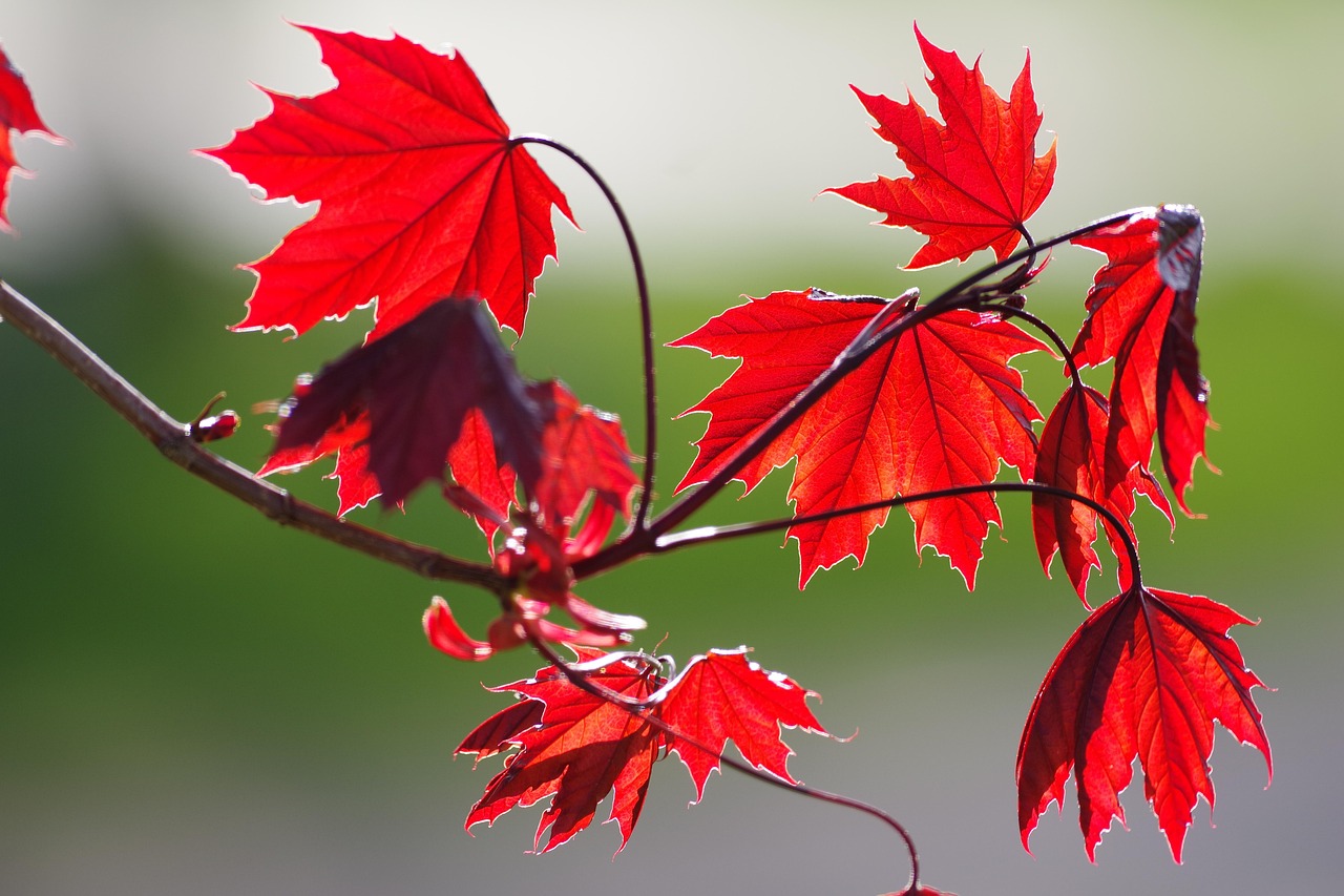 Challenges and Future Outlook (image credits: pixabay)