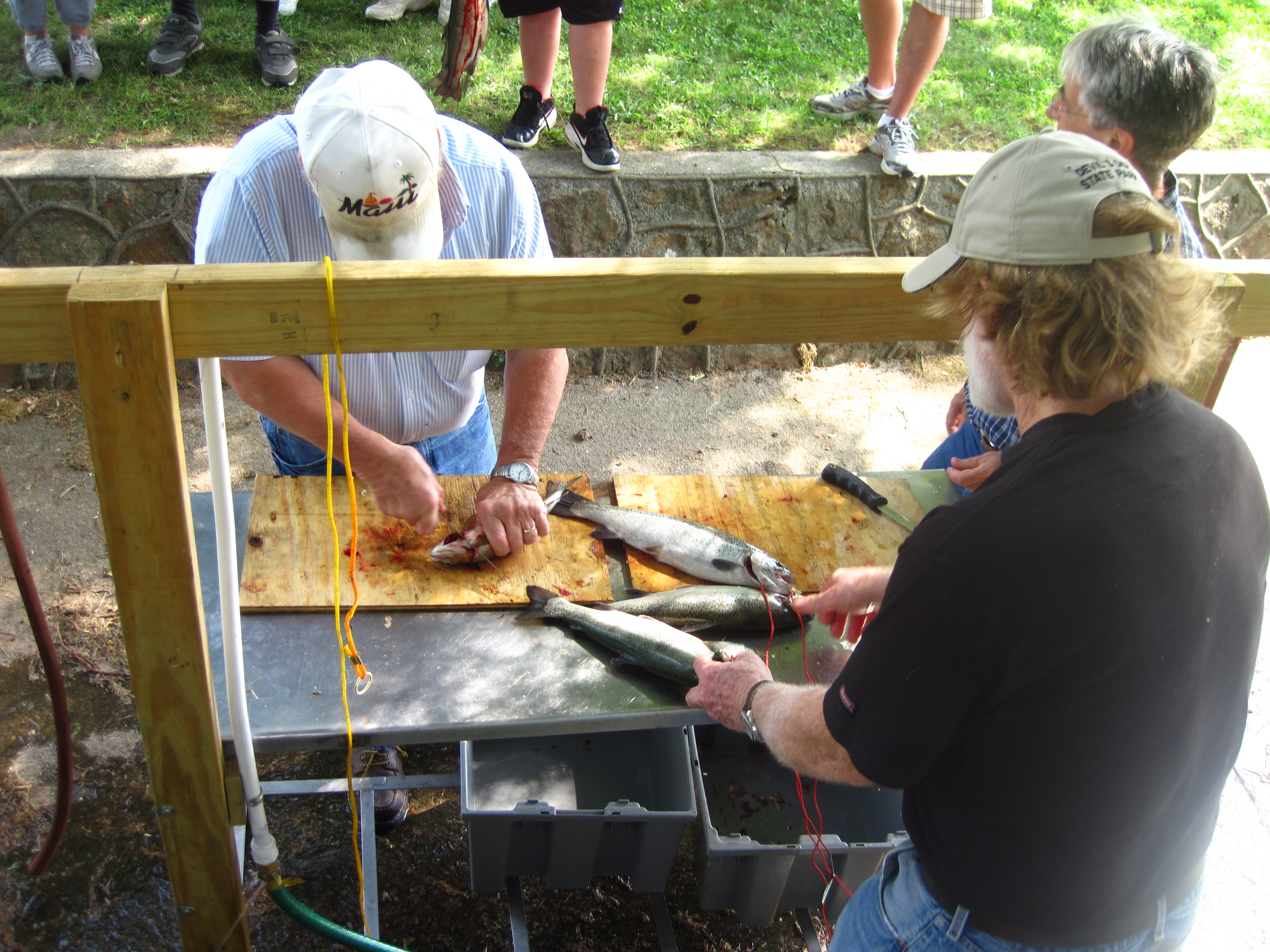 Community Fish Fries (image credits: wikimedia)