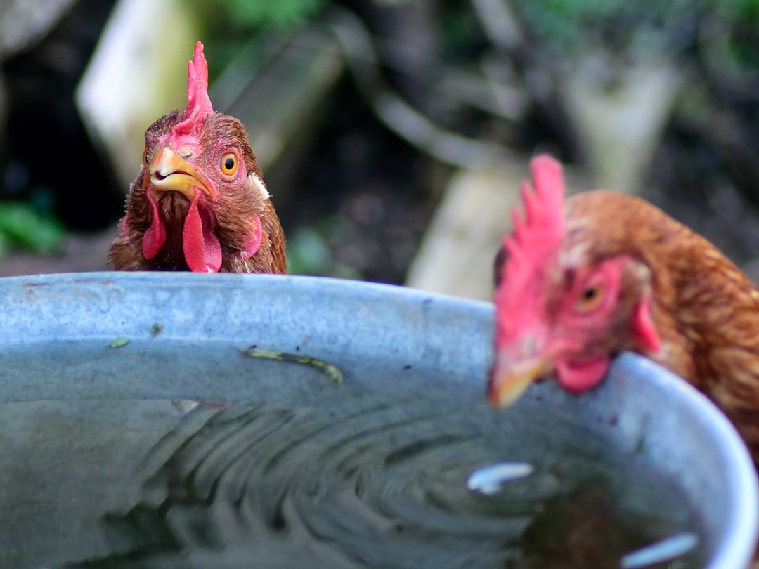The Chicken Washed in Pool Cleaner (image credits: unsplash)