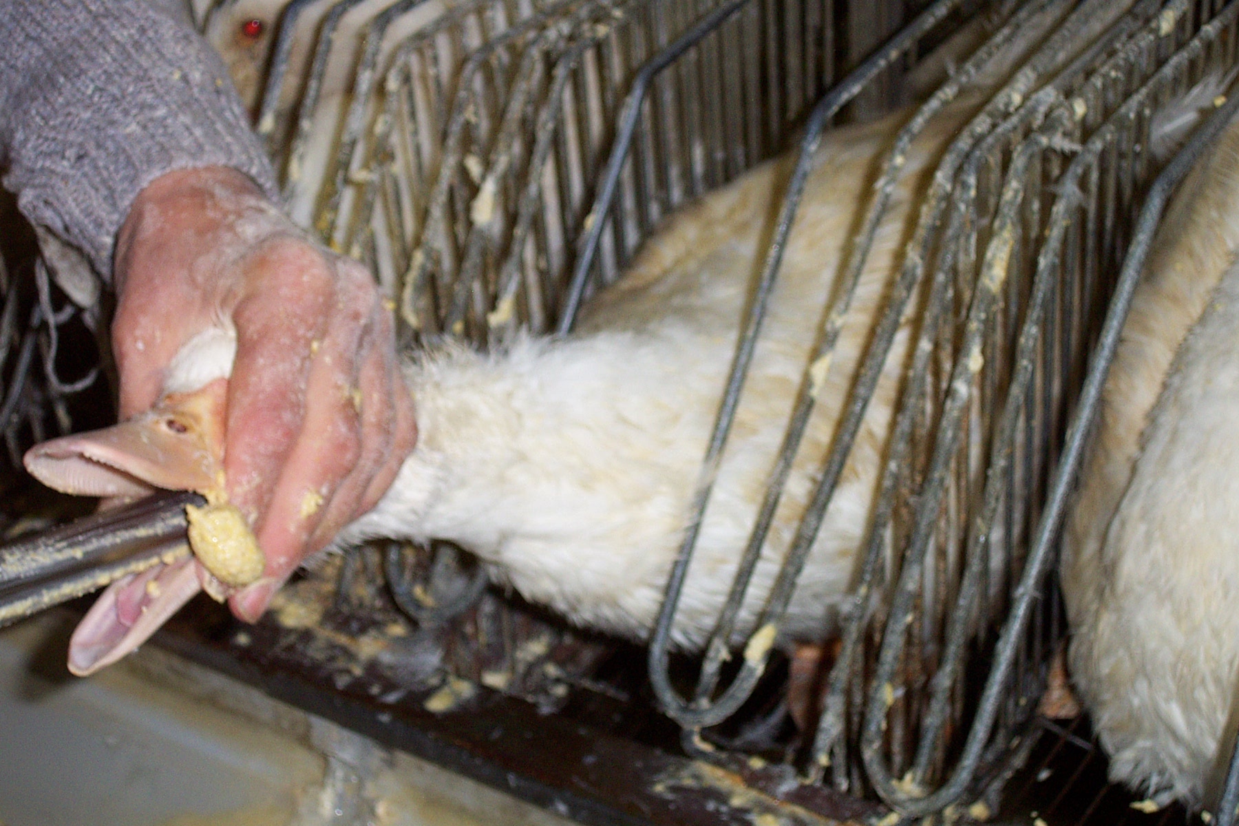 Foie Gras: Luxury's Dark Side (image credits: wikimedia)