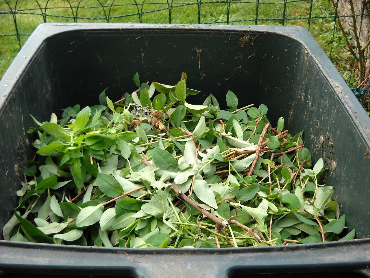 Compost Scraps (image credits: pixabay)