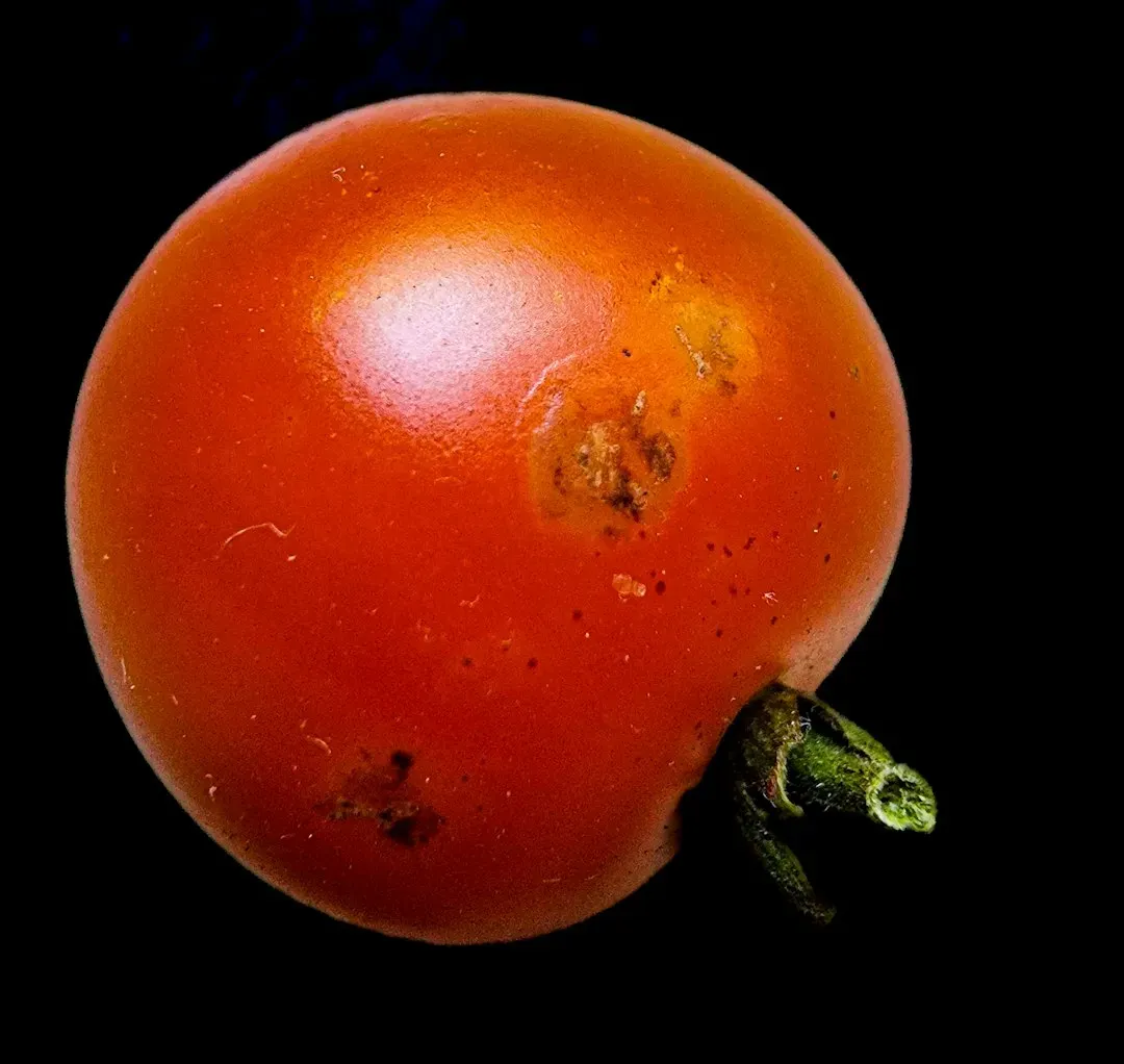 Tomatoes Were Considered Poisonous (Image Credits: Unsplash)