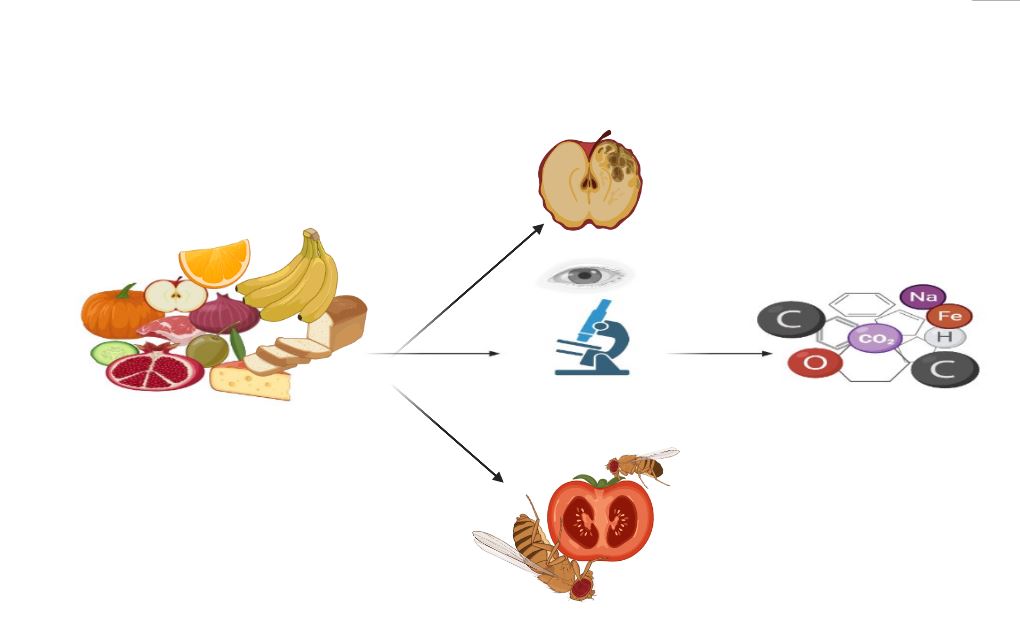 The Science Behind Leftover Flavor Loss (image credits: wikimedia)