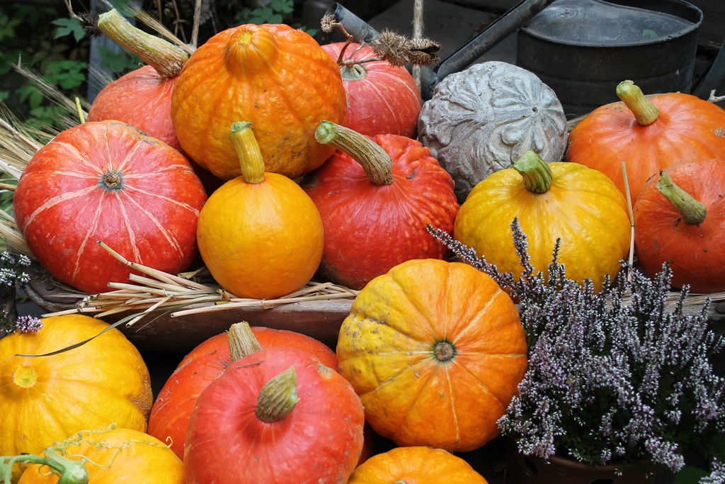 Pumpkin Spice: Autumn’s Favorite Under Pressure (image credits: rawpixel)