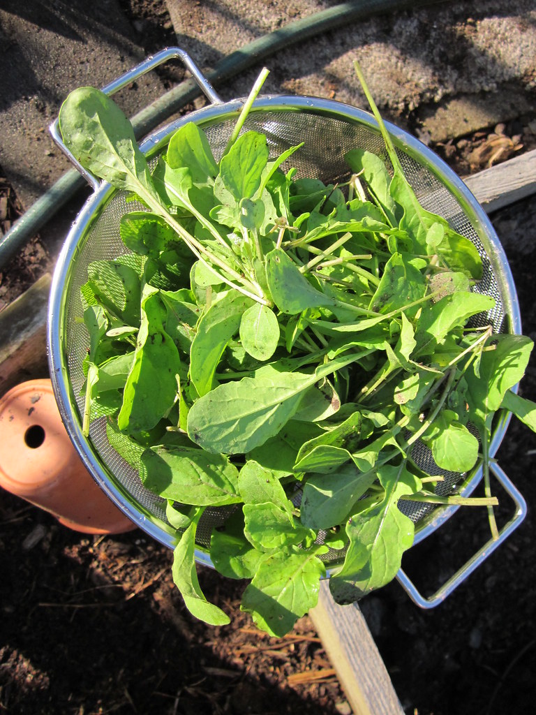 Arugula - The Peppery Nutrition Bomb (image credits: flickr)