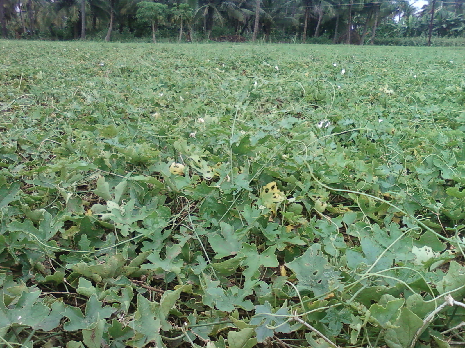 Sustainability: Why More Veggies Means a Healthier Planet (image credits: wikimedia)
