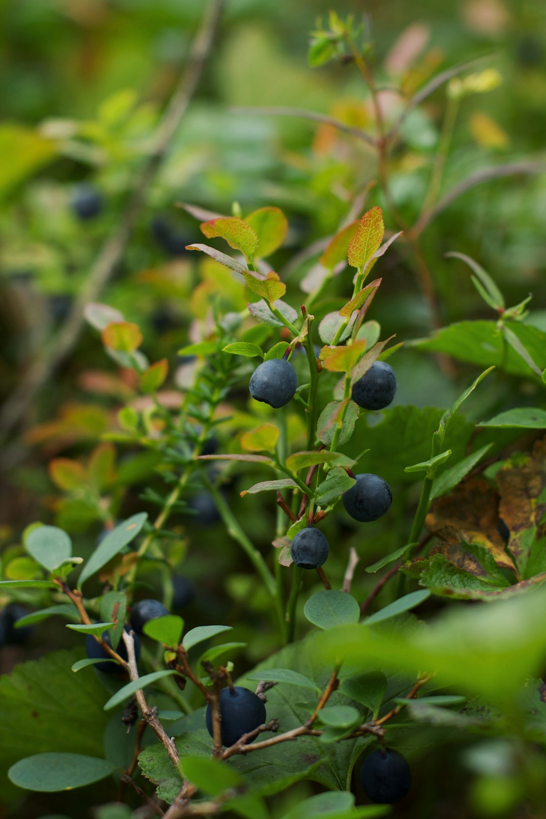 Wild Blueberries: Nature's Antioxidant Powerhouse (image credits: unsplash)