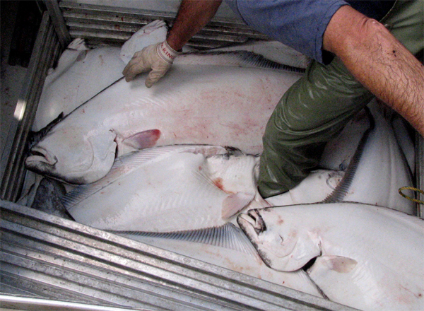 Halibut: Pacific vs Atlantic Confusion (image credits: wikimedia)