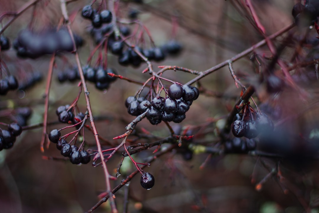 Chokeberries: The Unsung Heroes (image credits: unsplash)
