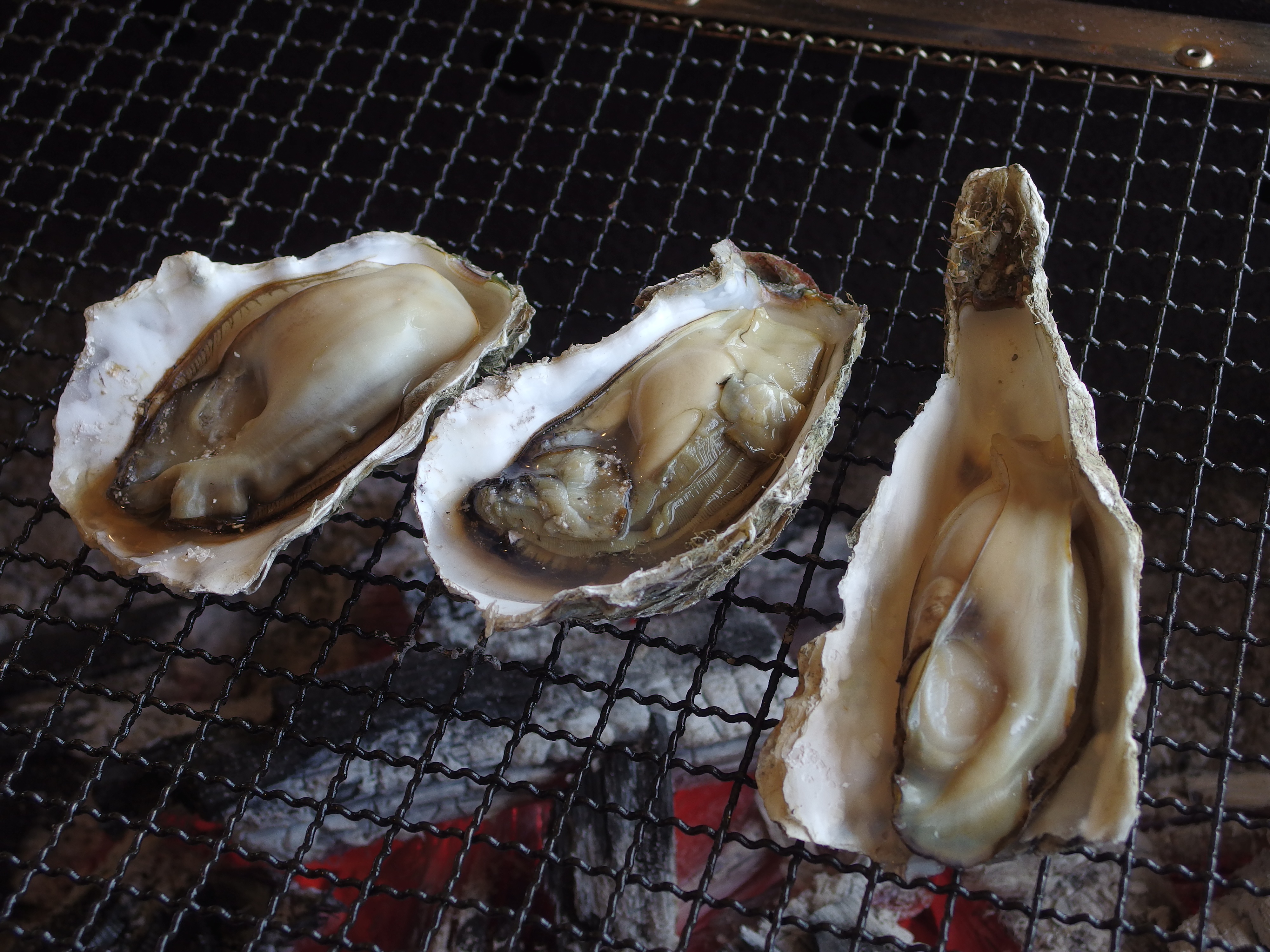 Oysters: A Zinc-Rich Delicacy (image credits: wikimedia)