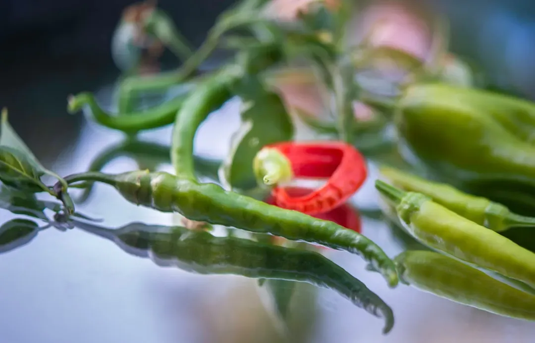 Ordering Bulk Jalapeño Sauce Will Earn You Employee Hatred (Image Credits: Unsplash)
