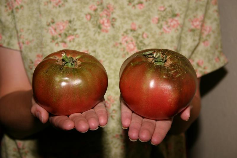 Cherokee Purple Tomatoes: Native American Legacy (Image Credits: Wikimedia)