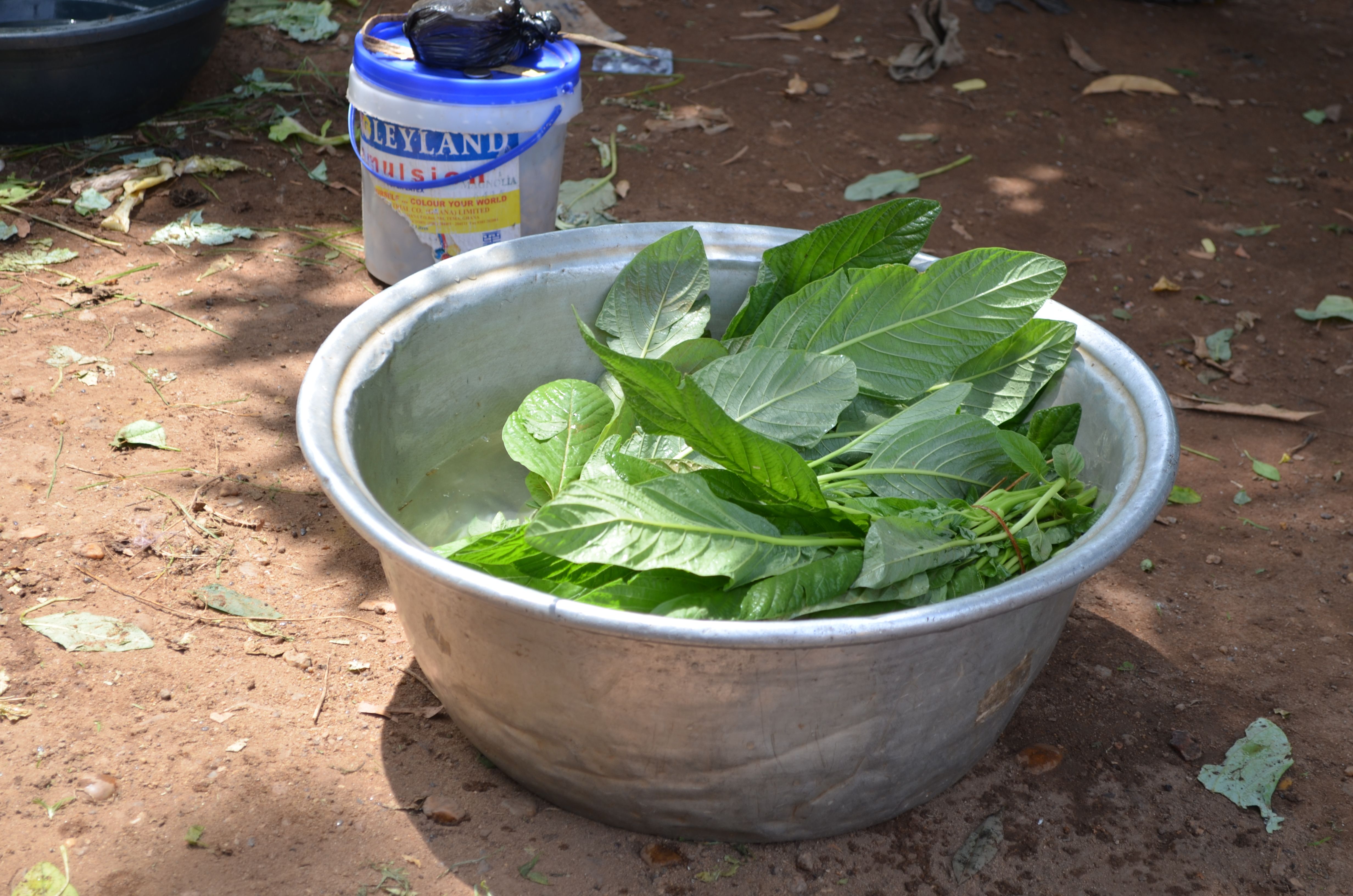 Spinach (image credits: wikimedia)