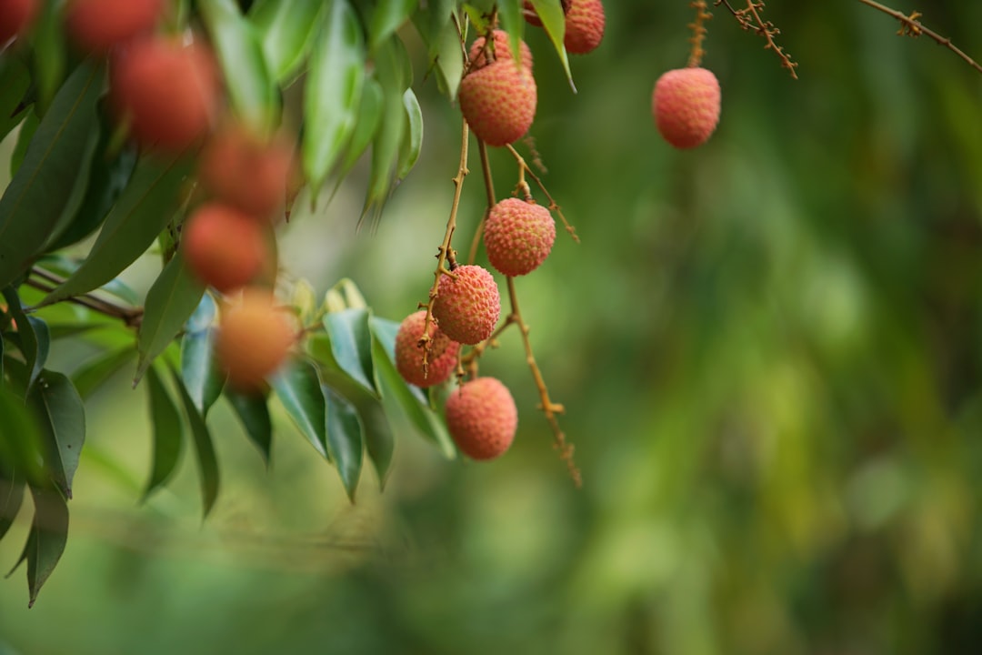 Lychee (image credits: unsplash)
