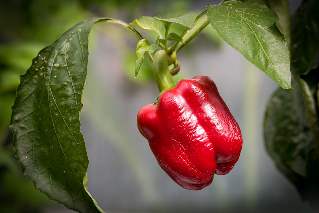 Bell Peppers - The Vitamin C Champions (image credits: unsplash)