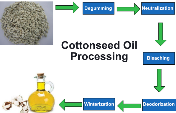 Cottonseed Oil – The Non-Food Crop Oil (image credits: wikimedia)