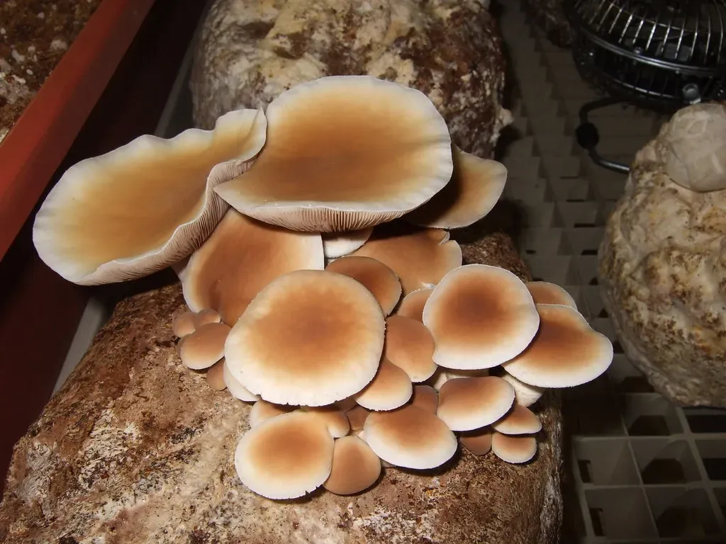 Matsutake Mushroom: Japan's Most Treasured Fungus (Wendell Smith, Flickr, CC BY 2.0)