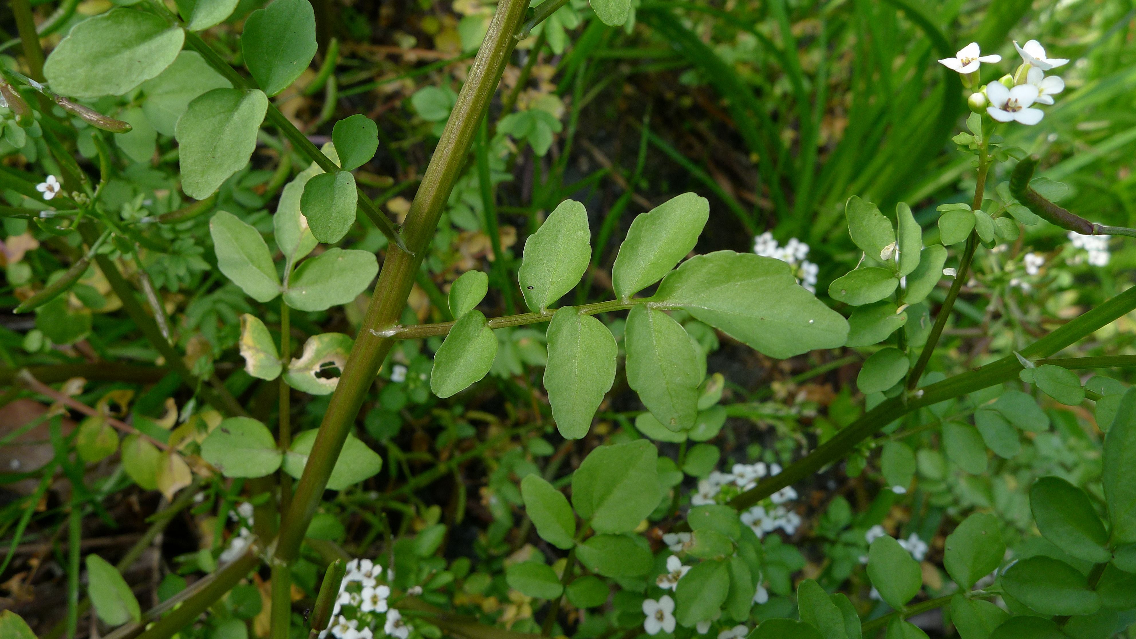 1. Watercress: The Nutrient Density Powerhouse (image credits: wikimedia)