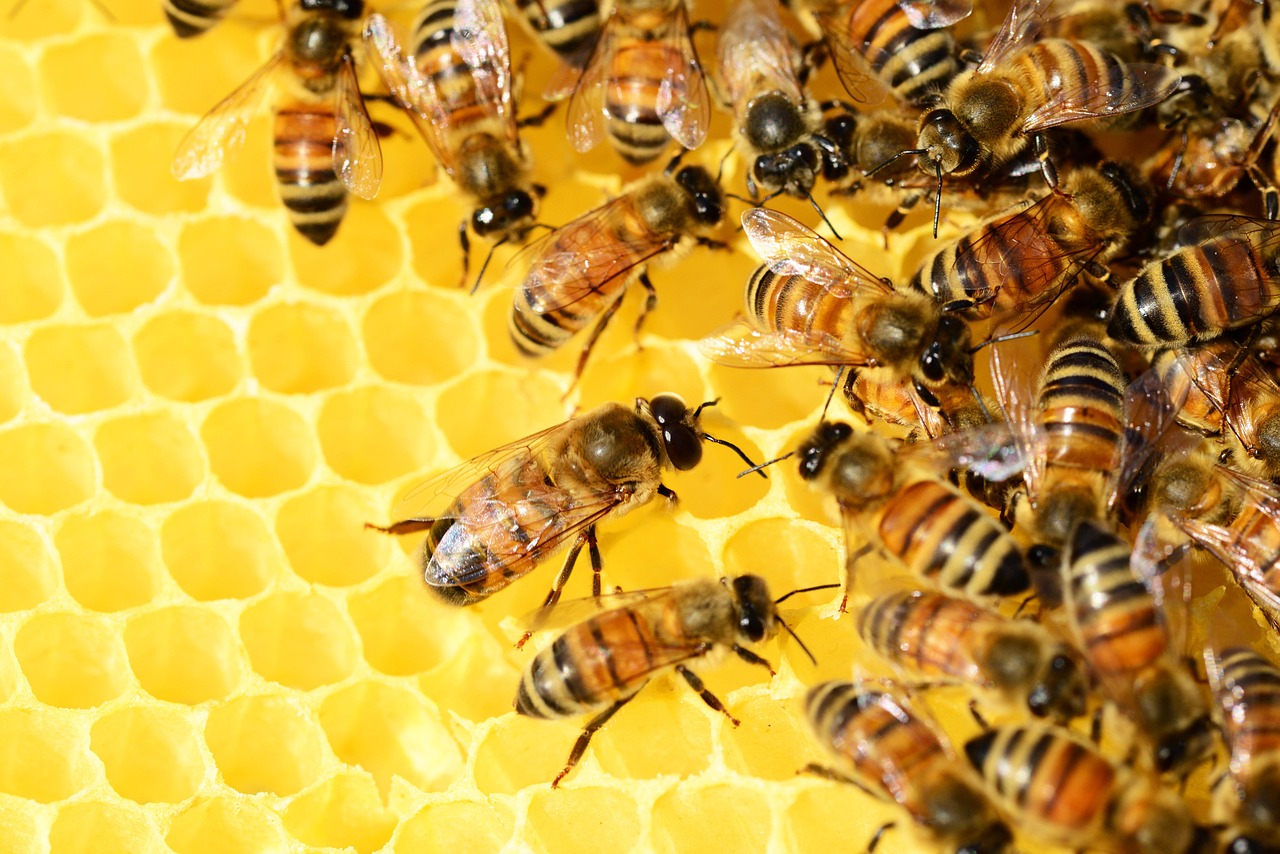 6. Honey: Bees in Peril (image credits: pixabay)
